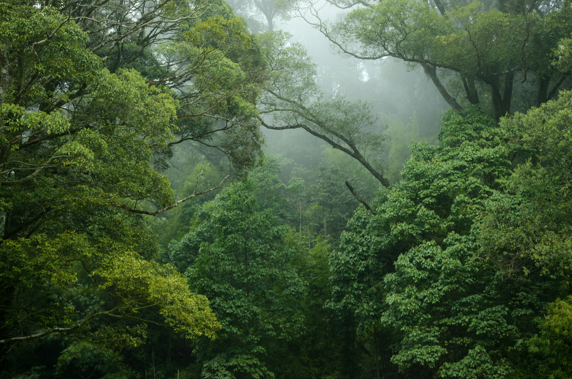 Tamara Valley Landscape